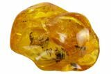 mm, Detailed Fossil Ant (Formicidae) In Baltic Amber #120633-1